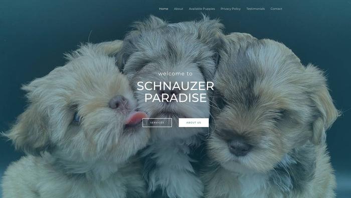 Schnauzersparadise.com - Schnauzer Puppy Scam Review