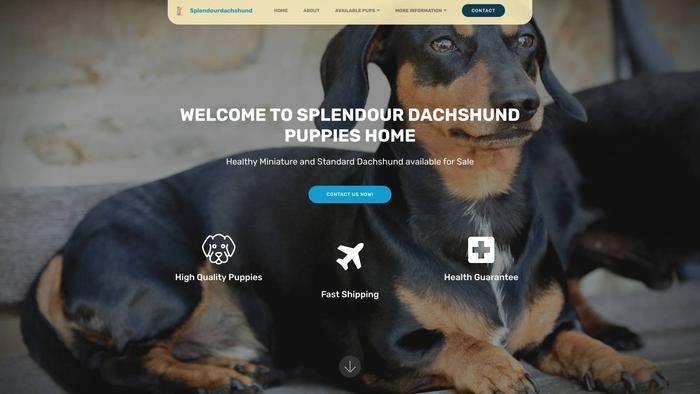 Splendourdachshundpuppieshome.com - Dachshund Puppy Scam Review