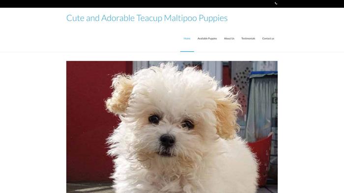 Teacupmaltipoobreedersh.com - Maltipoo Puppy Scam Review