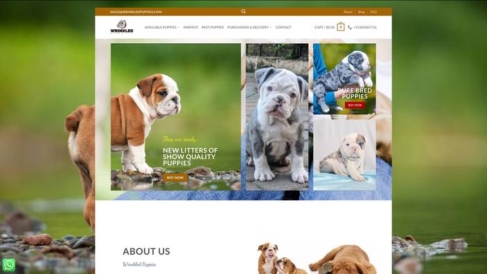 Wrinkledpuppies.com - English Bulldog Puppy Scam Review