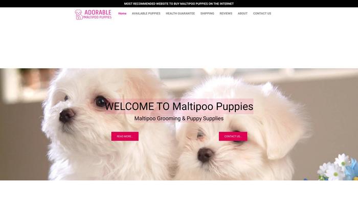 Adorablemaltipoopuppies.com - Maltipoo Puppy Scam Review