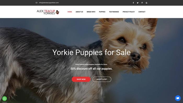 Alexteacupyorkies.com - Yorkshire Terrier Puppy Scam Review