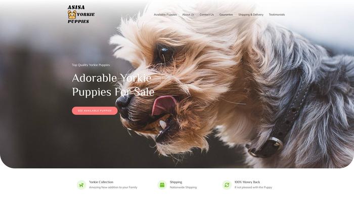 Asisayorkiepupshome.com - Yorkshire Terrier Puppy Scam Review