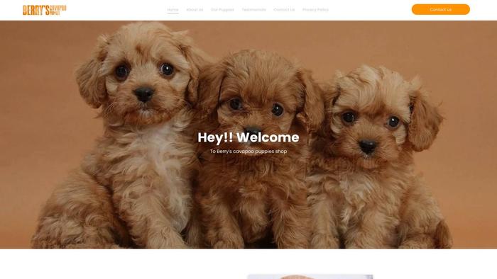 Berrscavapoopuppies.com - Cavapoo Puppy Scam Review