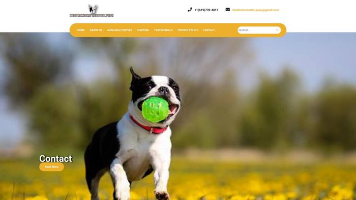 Bestbostonterrierpups.com - Boston Terrier Puppy Scam Review