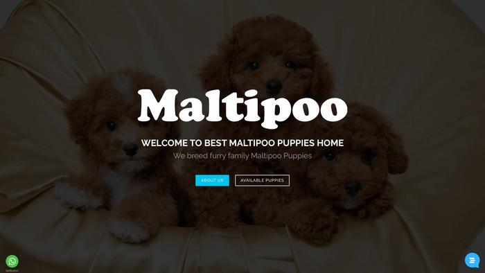 Bestmaltipoopuppies.com - Maltipoo Puppy Scam Review