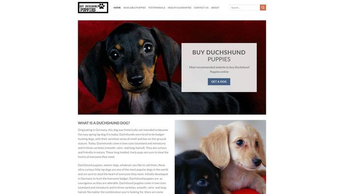 Buyduchshundpuppies.com - Dachshund Puppy Scam Review