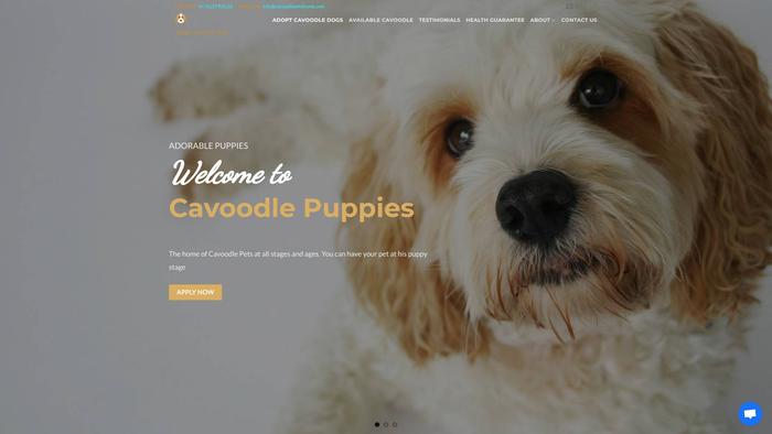 Cavoodlepetshome.com - Cavapoo Puppy Scam Review