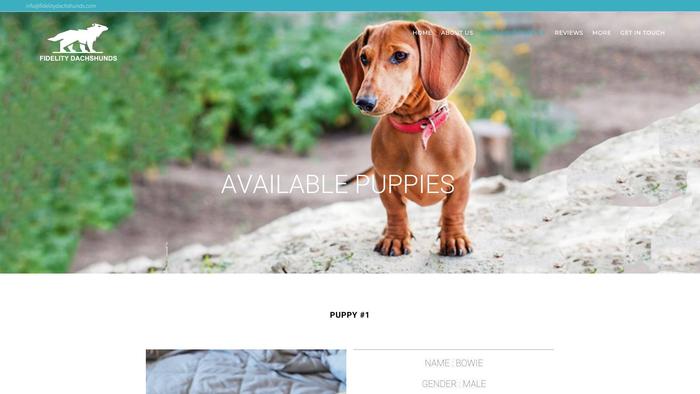 Fidelitydachshunds.com - Dachshund Puppy Scam Review