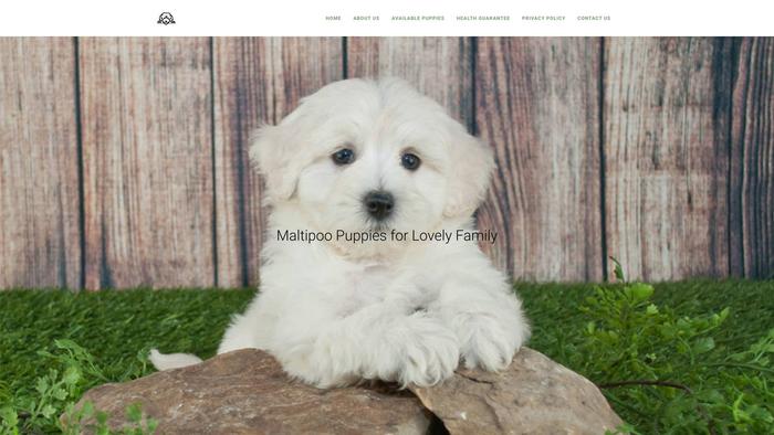 Kisonmaltipoo.com - Maltipoo Puppy Scam Review