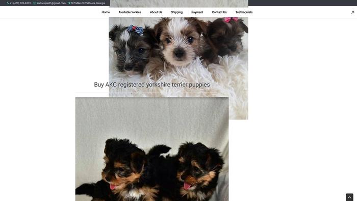 Premiumyorkiesfarm.com - Yorkshire Terrier Puppy Scam Review