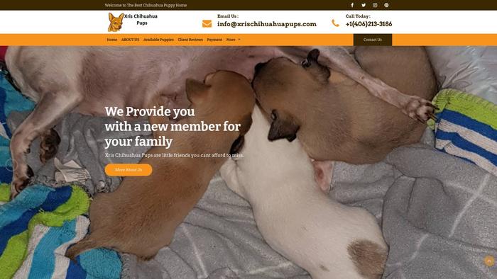 Xrischihuahuapups.com - Chihuahua Puppy Scam Review