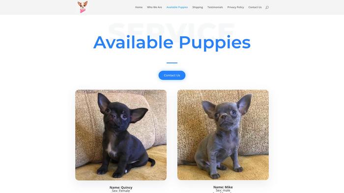 Zchihuahuapuppies.com - Chihuahua Puppy Scam Review