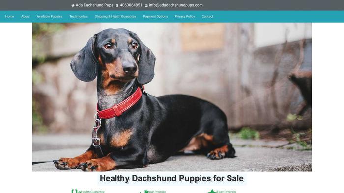 Adadachshundpups.com - Dachshund Puppy Scam Review