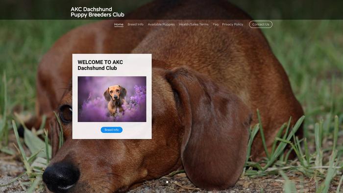 Akcdachsundpuppybreeders.club - Dachshund Puppy Scam Review