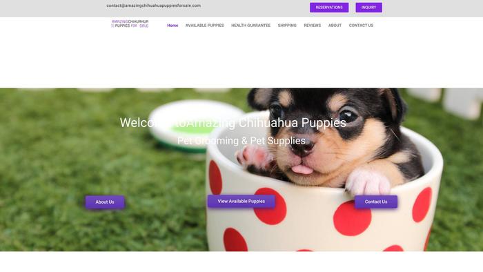 Amazingchihuahuapuppiesforsale.com - Chihuahua Puppy Scam Review