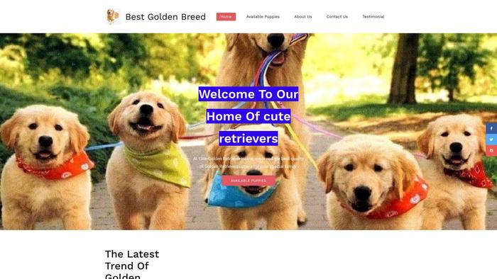 Bestgoldenretrieverspups.com - Golden Retriever Puppy Scam Review