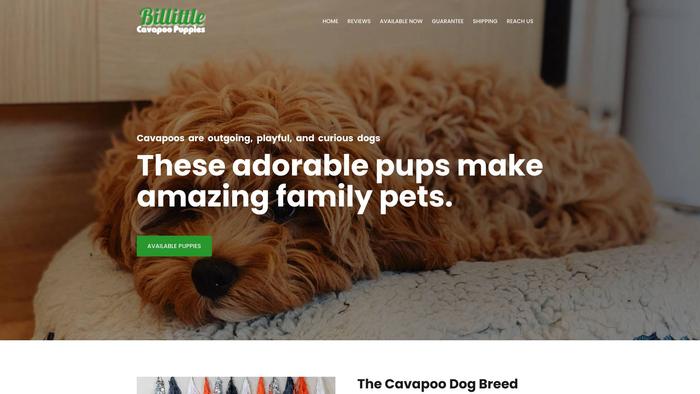 Billittlecavapoopuppies.com - Cavapoo Puppy Scam Review