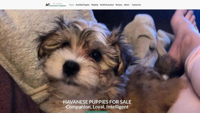 Blissfulhavanesepuppies.com - Havanese Puppy Scam Review