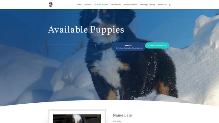 Bluehousebmdpuppies.com - Saint Bernard Puppy Scam Review