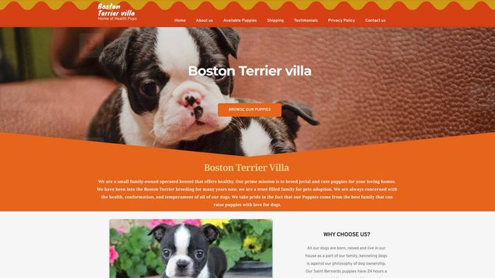 Bostonterriervilla.com - Boston Terrier Puppy Scam Review