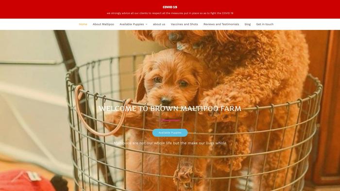 Brownmaltipoofarm.com - Maltipoo Puppy Scam Review