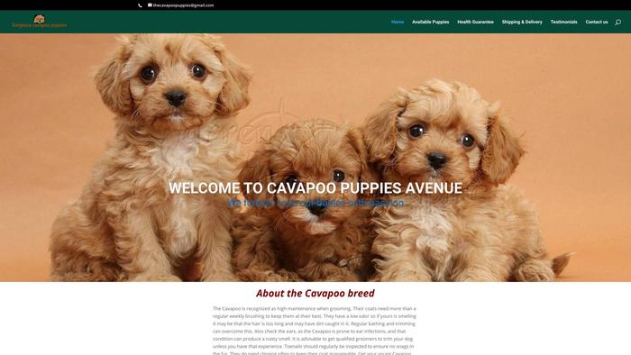 Cavapoopuppyavenue.cc - Cavapoo Puppy Scam Review