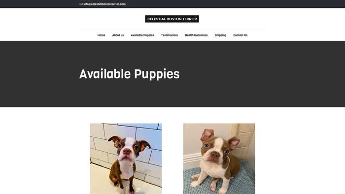 Celestialbostonterrier.com - Terrier Puppy Scam Review