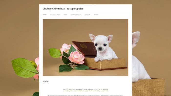 Chubbychihuahuateacuppuppies.com - Chihuahua Puppy Scam Review