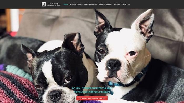 Classybostonterrierpups.com - Boston Terrier Puppy Scam Review