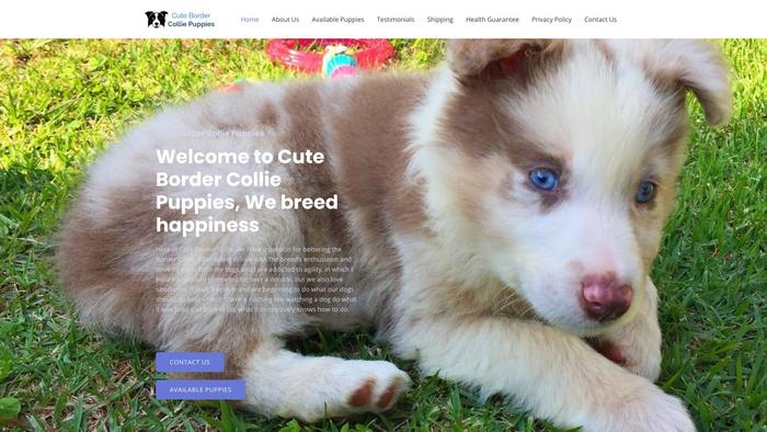 Cutebordercolliepuppies.com - Bordercollie Puppy Scam Review