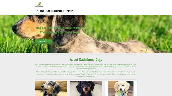 Destinydachshundpuppiess.com - Dachshund Puppy Scam Review