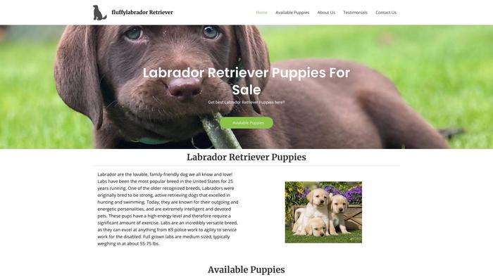 Fluffylabradorretrieverpuppies.com - Golden Retriever Puppy Scam Review