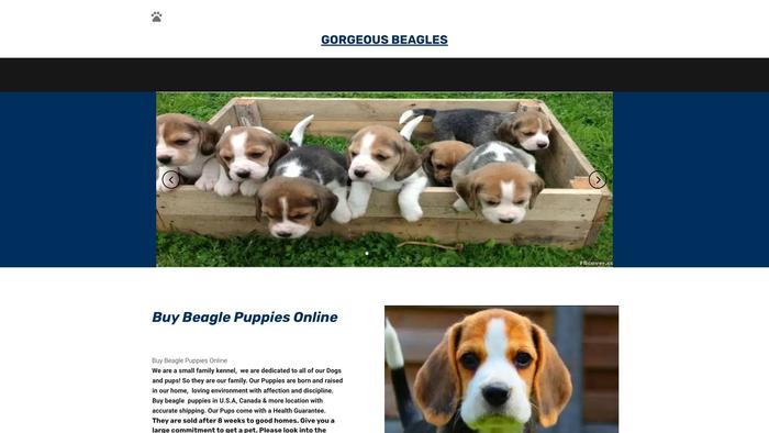 Gorgeousbeagles.com - Beagle Puppy Scam Review