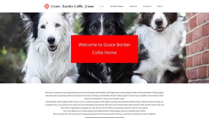 Gracebordercolliepuppies.com - Bordercollie Puppy Scam Review