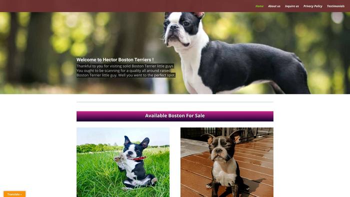 Hectorbostonterrier.online - Terrier Puppy Scam Review