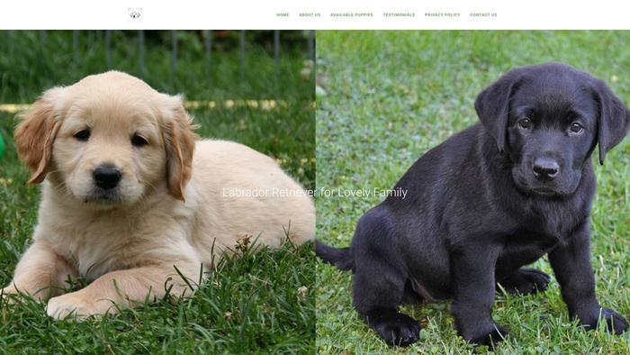 Labseason.com - Labrador Puppy Scam Review