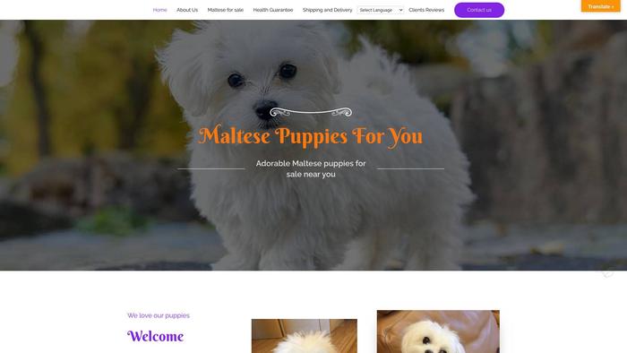 Maltesepuppiesforyou.com - Maltese Puppy Scam Review