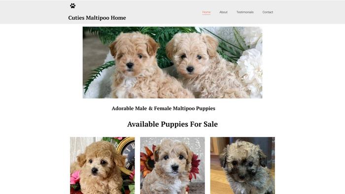 Maltipoohomesusa.net - Maltipoo Puppy Scam Review