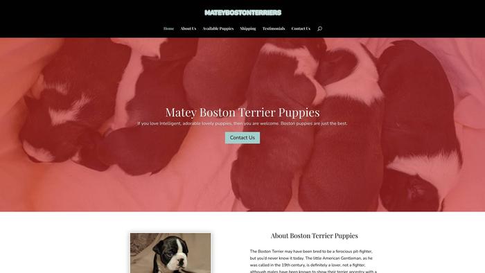 Mateybostonterriers.com - Terrier Puppy Scam Review