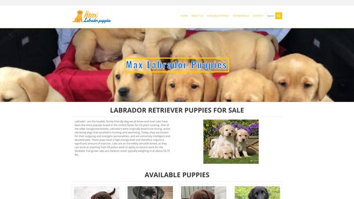 Maxlabradorpuppies.com - Labrador Puppy Scam Review