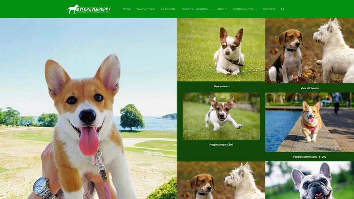 Myforeverpuppy.com - Corgi Puppy Scam Review