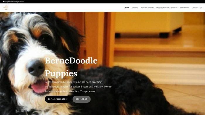 Perrybernedoodle.com - Beagle Puppy Scam Review