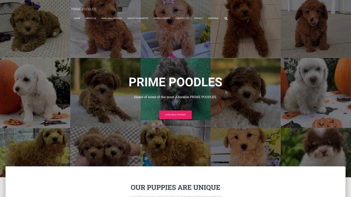 Primepoodles.com - Poodle Puppy Scam Review