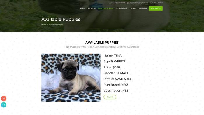 Pugpuppies4homese.com - Pug Puppy Scam Review