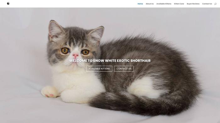 Snowwhiteexoticshorthair.com - British Shorthair Puppy Scam Review