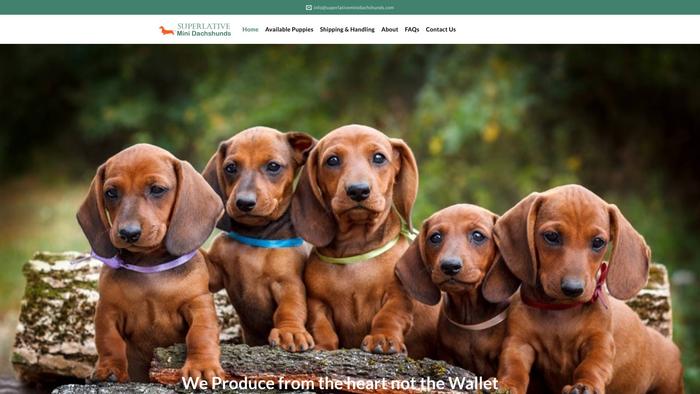 Superlativeminidachshunds.com - Dachshund Puppy Scam Review