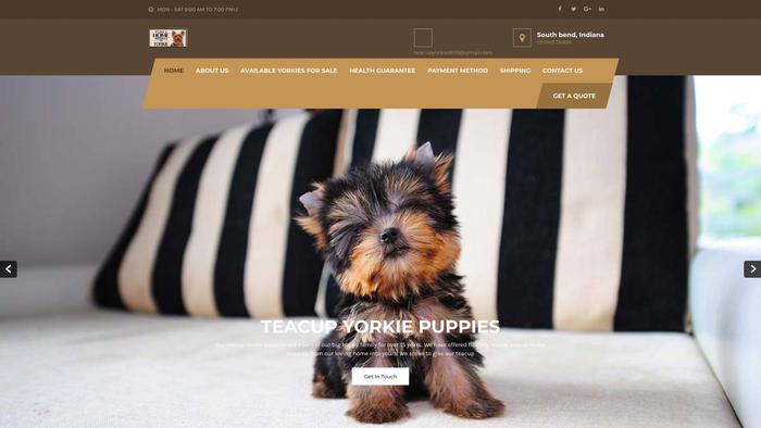 Teacupyorkiepuppies.store - Yorkshire Terrier Puppy Scam Review