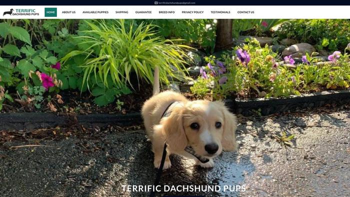 Terrificdachshundpups.com - Dachshund Puppy Scam Review