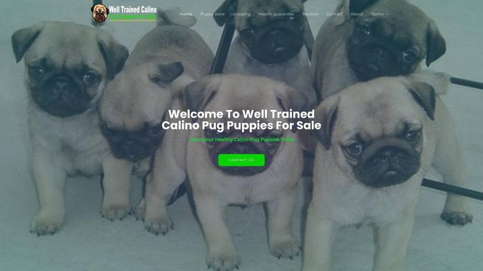 Welltrainedcalinopugpuppiesforsale.com - Pug Puppy Scam Review